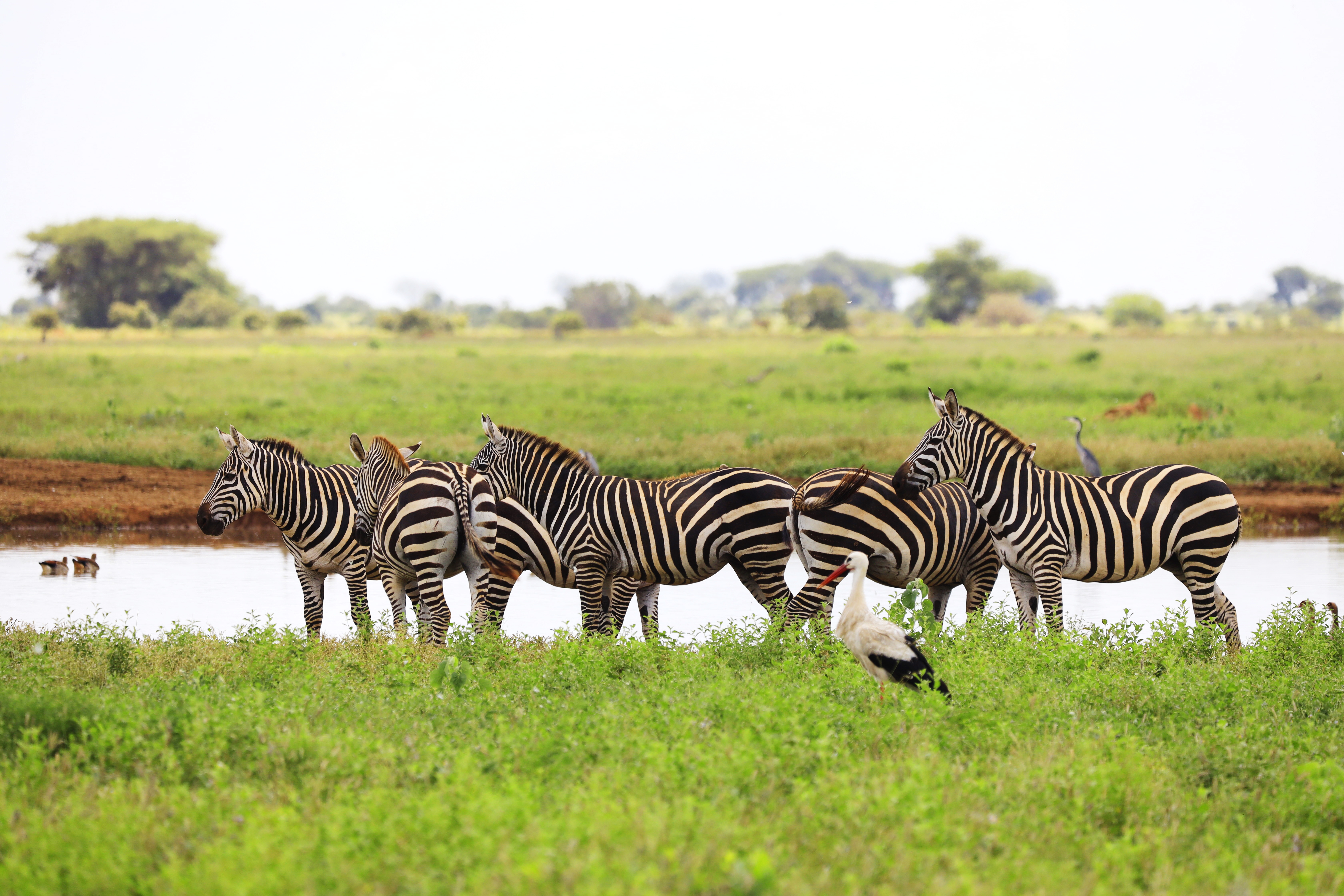 Mzuri-Safari is a safari company that offers safaris in Kenya and Tanzania.